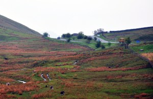 Dunmail & Green Burn Survey 05.2013 190