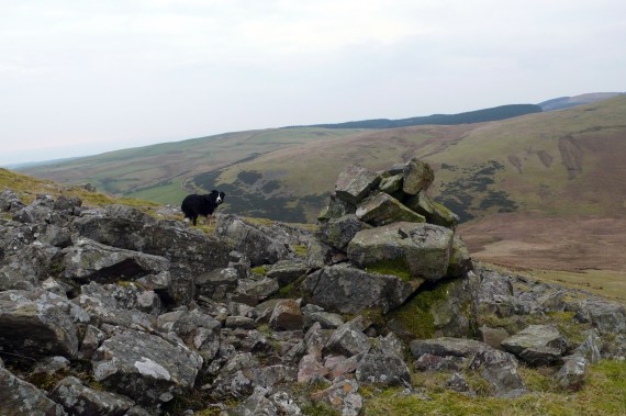 Lank Rigg 16.04.15 016