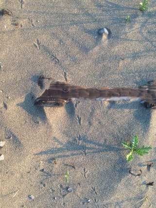 Circles in the Sand 039